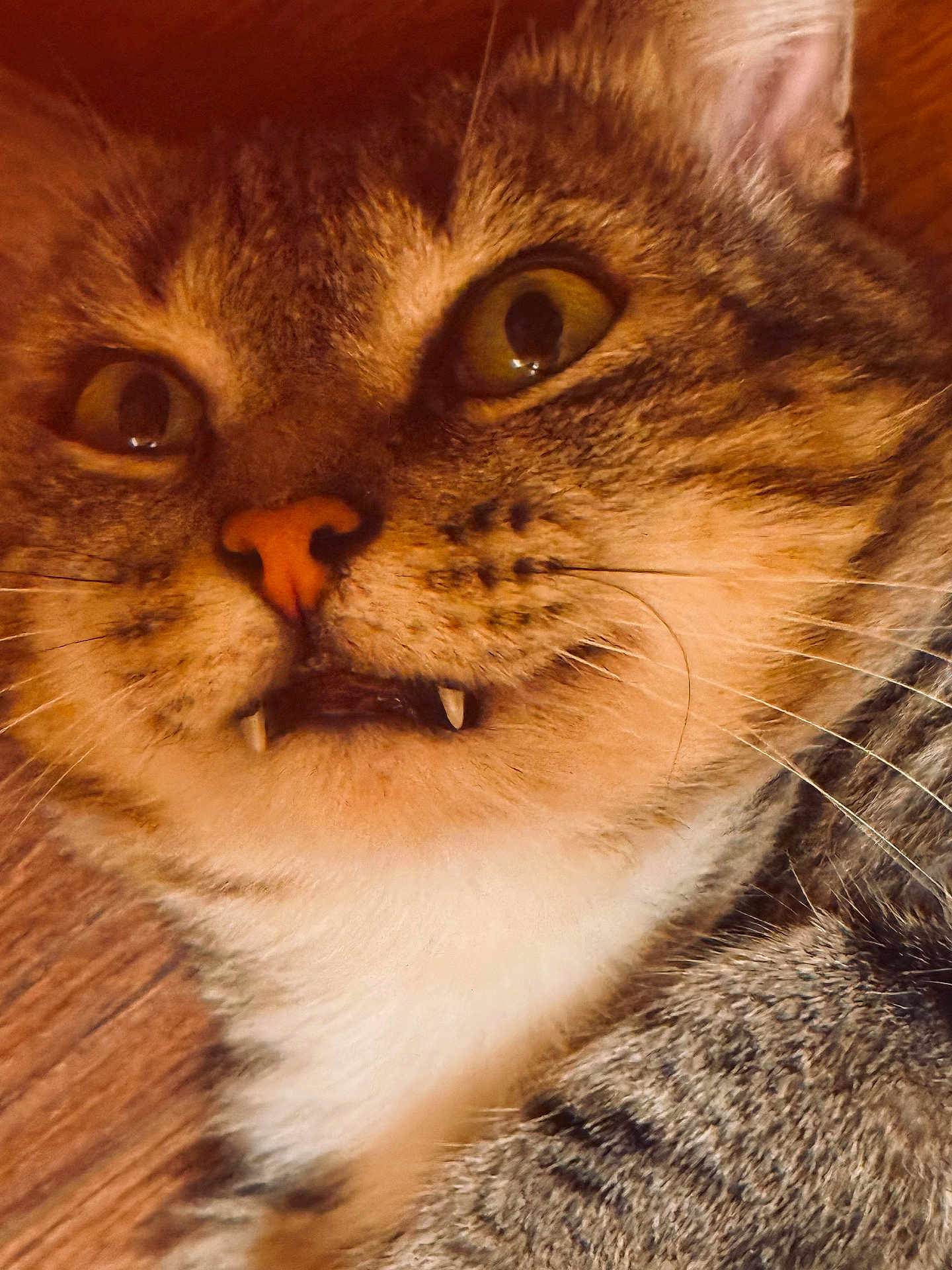 Gato