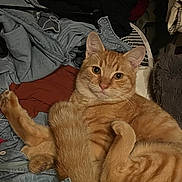 Meow Meow is registered to the contest to win money with this photo: cat, orange_tabby, feline, pet, indoor, clothes, fabric, relaxed, curious, cute, whiskers, ears, fur, paws, tail, domestic_animal, cozy, resting, messy, household