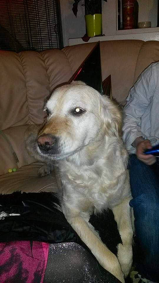 Daika participe au concours pour gagner de l'argent avec cette photo : canidae, carnivore, chair, comfort, companion_dog, couch, dog, dog_breed, fang, flooring, fur, non_sporting_group, sporting_group, terrestrial_animal, whiskers, working_animal, working_dog