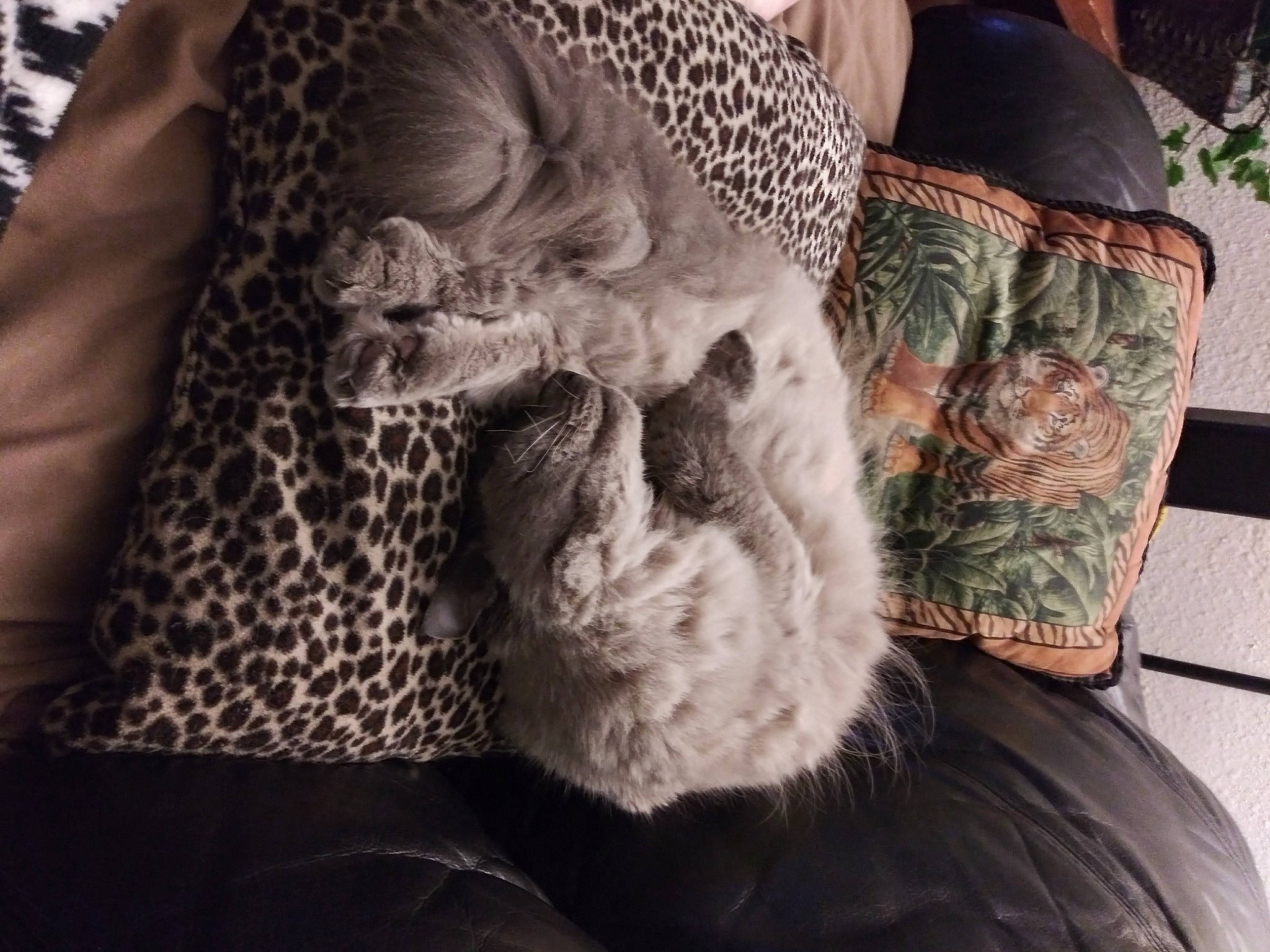 Chachi is registered to the contest to win money with this photo: beard, chest, comfort, eye, eyewear, facial_hair, finger, fur, gesture, glasses, human_body, long_hair, moustache, nail, neck, pattern, vision_care, wool, woolen, wrinkle