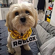 Boogie joined the competition — help win amazing prizes! animal, bed, bedroom, beige, blanket, closeup, collar, cute, dog, fluffy, fur, furniture, gold_chain, indoor, necklace, pet, roblox, small_dog, toy, white