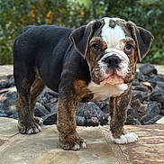 Frankie is registered to the contest to win money with this photo: bulldog, puppy, dog, canine, pet, animal, outdoor, stone, fur, face, ears, paws, nature, background, young, standing, muzzle, wrinkles, expression, cute