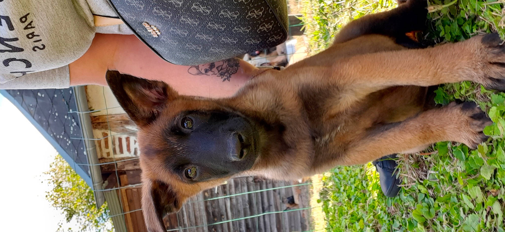 Rox participe au concours pour gagner de l'argent avec cette photo : carnivore, dog_breed, fawn, fur, grass, hat, jaw, liver, mammal, plant, snout, terrestrial_animal, tree, vertebrate, whiskers, wildlife, working_animal