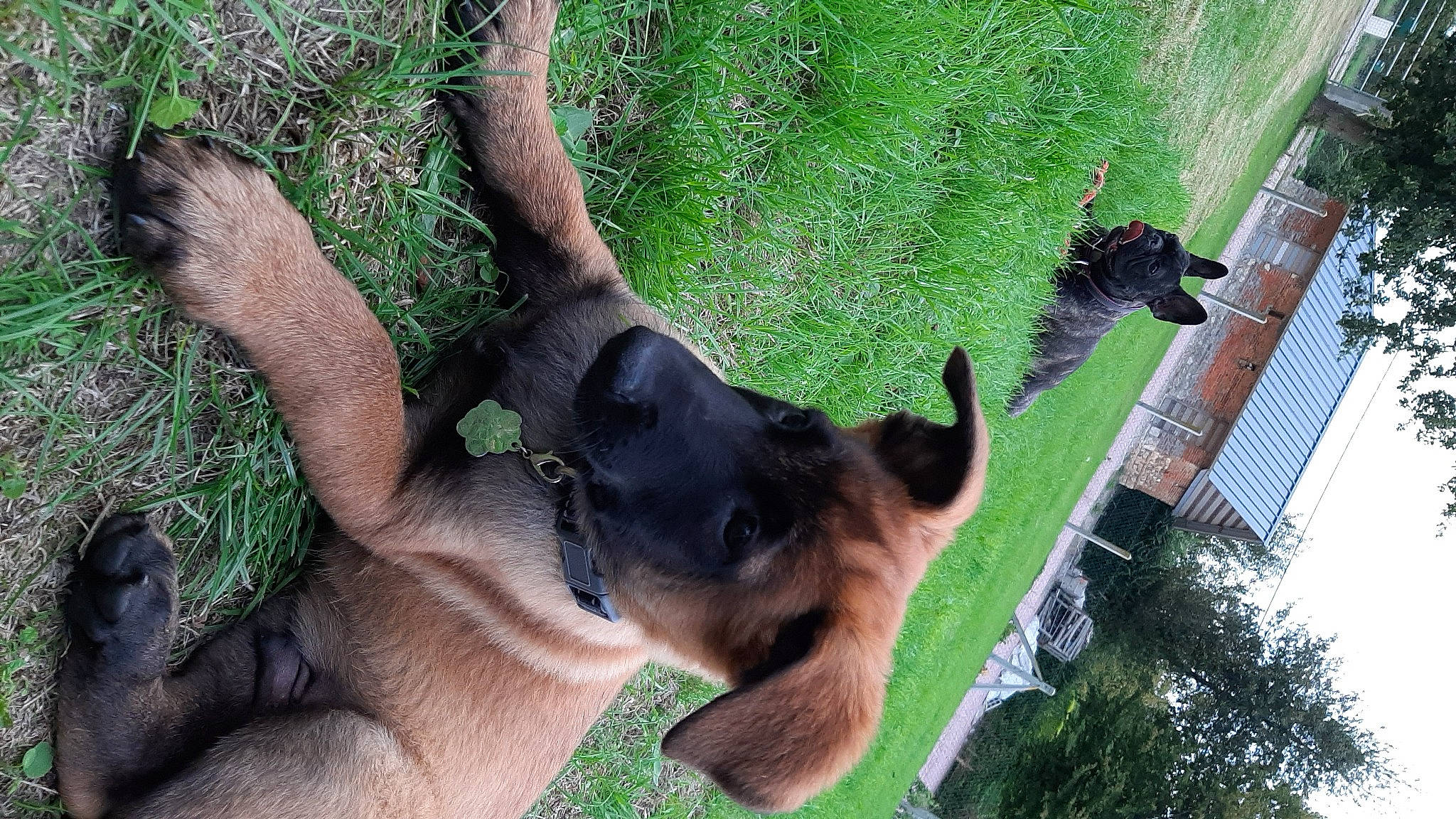 Rox participe au concours pour gagner de l'argent avec cette photo : canidae, carnivore, companion_dog, dog, dog_breed, fawn, foot, german_shepherd_dog, gesture, grass, guard_dog, plant, snout, sporting_group, tail, terrestrial_animal, tree, wildlife, window, working_animal