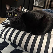Lala is registered to the contest to win money with this photo: animal, black_cat, cat, collar, comfort, cozy, cushion, ears, feline, fur, home, indoor, looking_at_camera, lying_down, pet, relaxed, striped, striped_pillow, whiskers, yellow_eyes
