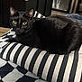 animal, black_cat, cat, collar, comfort, cozy, cushion, ears, feline, fur, home, indoor, looking_at_camera, lying_down, pet, relaxed, striped, striped_pillow, whiskers, yellow_eyes