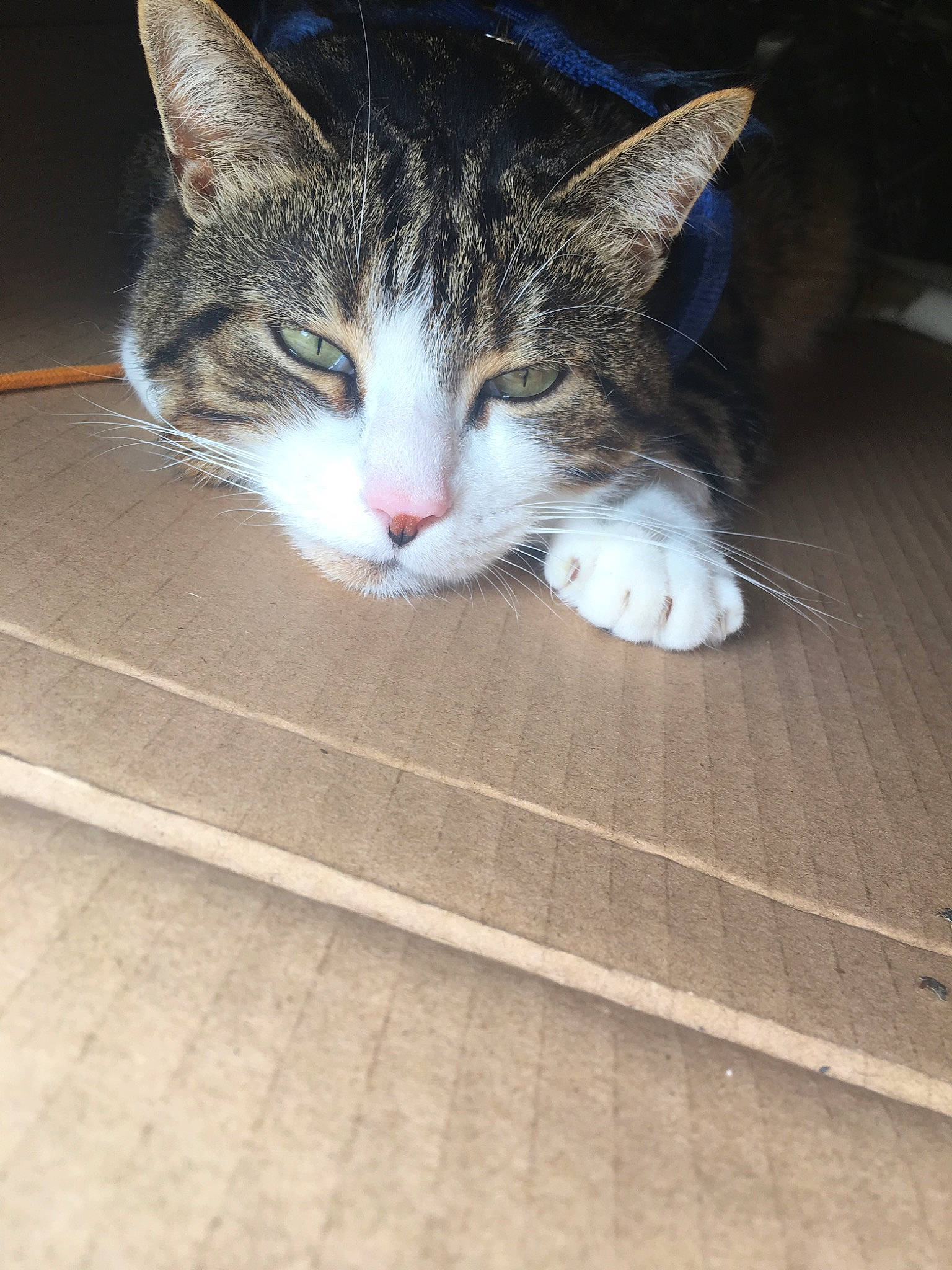 Bidouille participe au concours pour gagner de l'argent avec cette photo : aegean_cat, american_wirehair, carnivore, cat, domestic_short_haired_cat, european_shorthair, eye, felidae, floor, flooring, fur, kitten, leg, nose, ojos_azules, paw, polydactyl_cat, small_to_medium_sized_cats, tabby_cat, whiskers