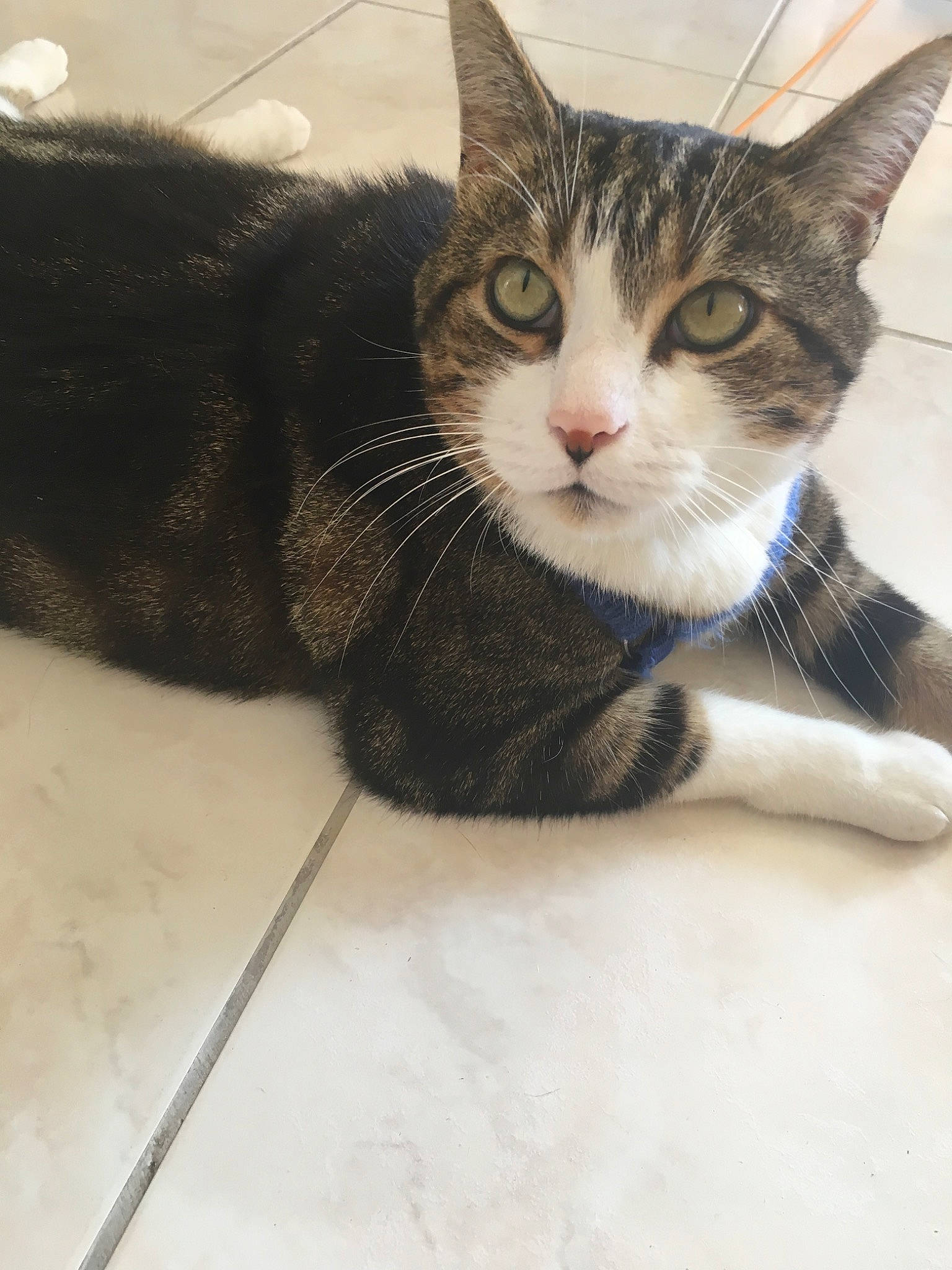 Bidouille participe au concours pour gagner de l'argent avec cette photo : aegean_cat, american_shorthair, american_wirehair, asian, carnivore, cat, domestic_short_haired_cat, dragon_li, ear, european_shorthair, eye, fawn, felidae, fur, kitten, mammal, small_to_medium_sized_cats, snout, tabby_cat, whiskers