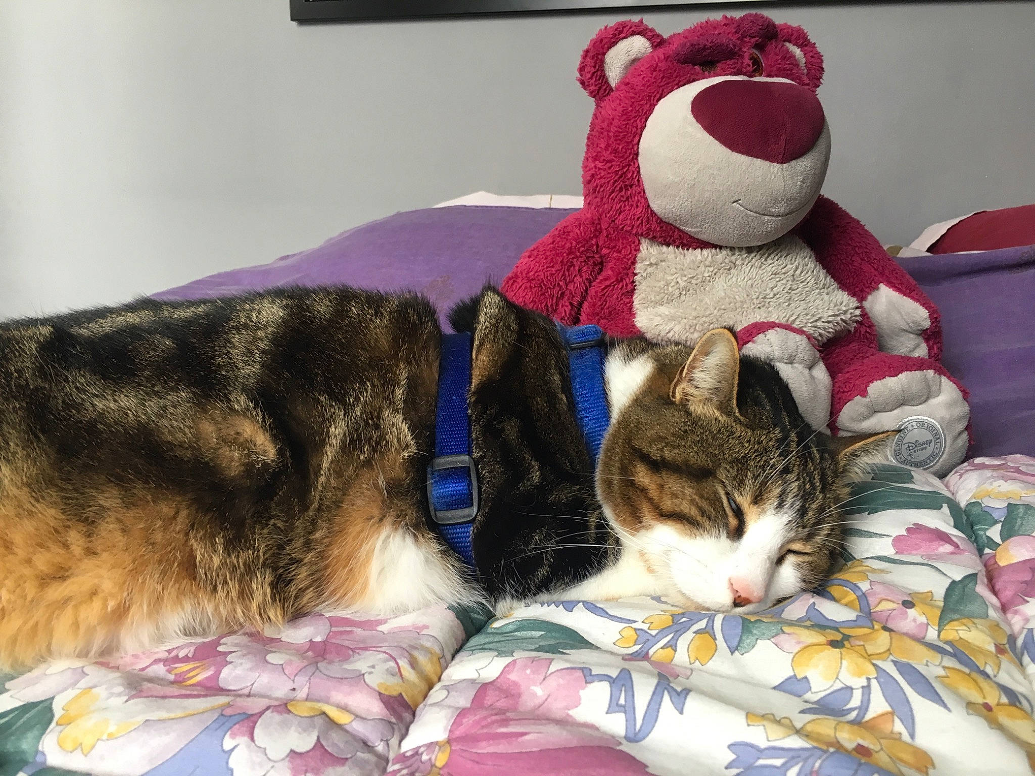 Bidouille participe au concours pour gagner de l'argent avec cette photo : bed, carnivore, cat, domestic_short_haired_cat, ear, european_shorthair, felidae, fur, furniture, kitten, nap, pink, plush, room, small_to_medium_sized_cats, stuffed_toy, tabby_cat, textile, toy, whiskers