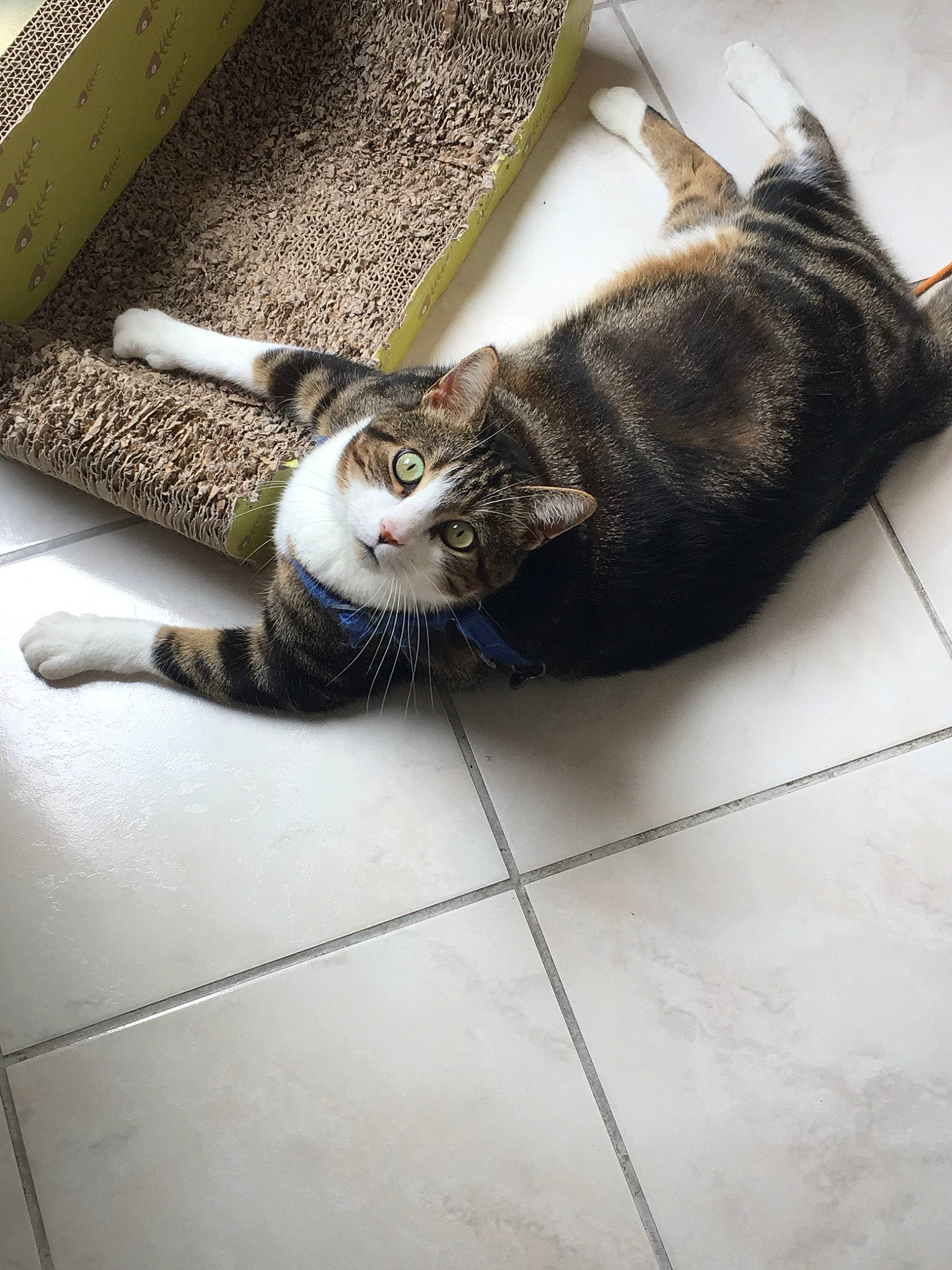 Bidouille a rejoint le concours — aidez-le/la à gagner de superbes lots ! aegean_cat, american_shorthair, asian, carnivore, cat, domestic_short_haired_cat, dragon_li, european_shorthair, felidae, floor, flooring, fur, kitten, paw, polydactyl_cat, small_to_medium_sized_cats, tabby_cat, tail, tile, whiskers