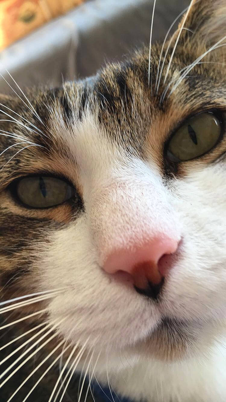 Bidouille participe au concours pour gagner de l'argent avec cette photo : aegean_cat, american_curl, american_wirehair, asian, carnivore, cat, close_up, domestic_short_haired_cat, european_shorthair, eye, felidae, fur, munchkin, nose, photography, small_to_medium_sized_cats, snout, tabby_cat, whiskers