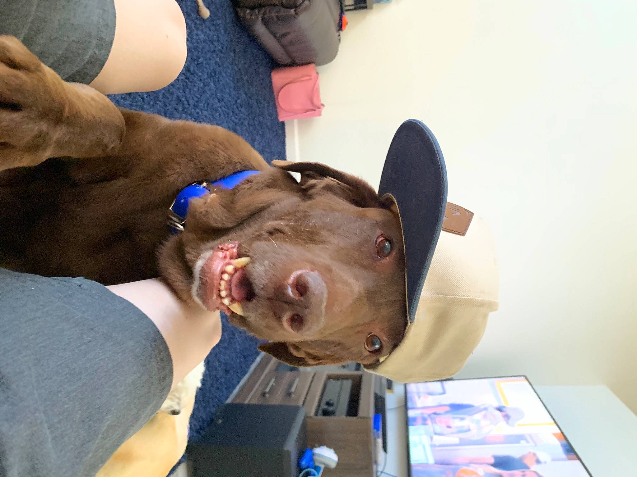 Dunner joined the competition — help win amazing prizes! box, canidae, carnivore, collar, companion_dog, dog, dog_breed, flesh, gadget, jaw, liver, mobile_phone, pet_supply, pocket, portable_communications_device, snout, sporting_group, tongue, vertebrate, working_animal