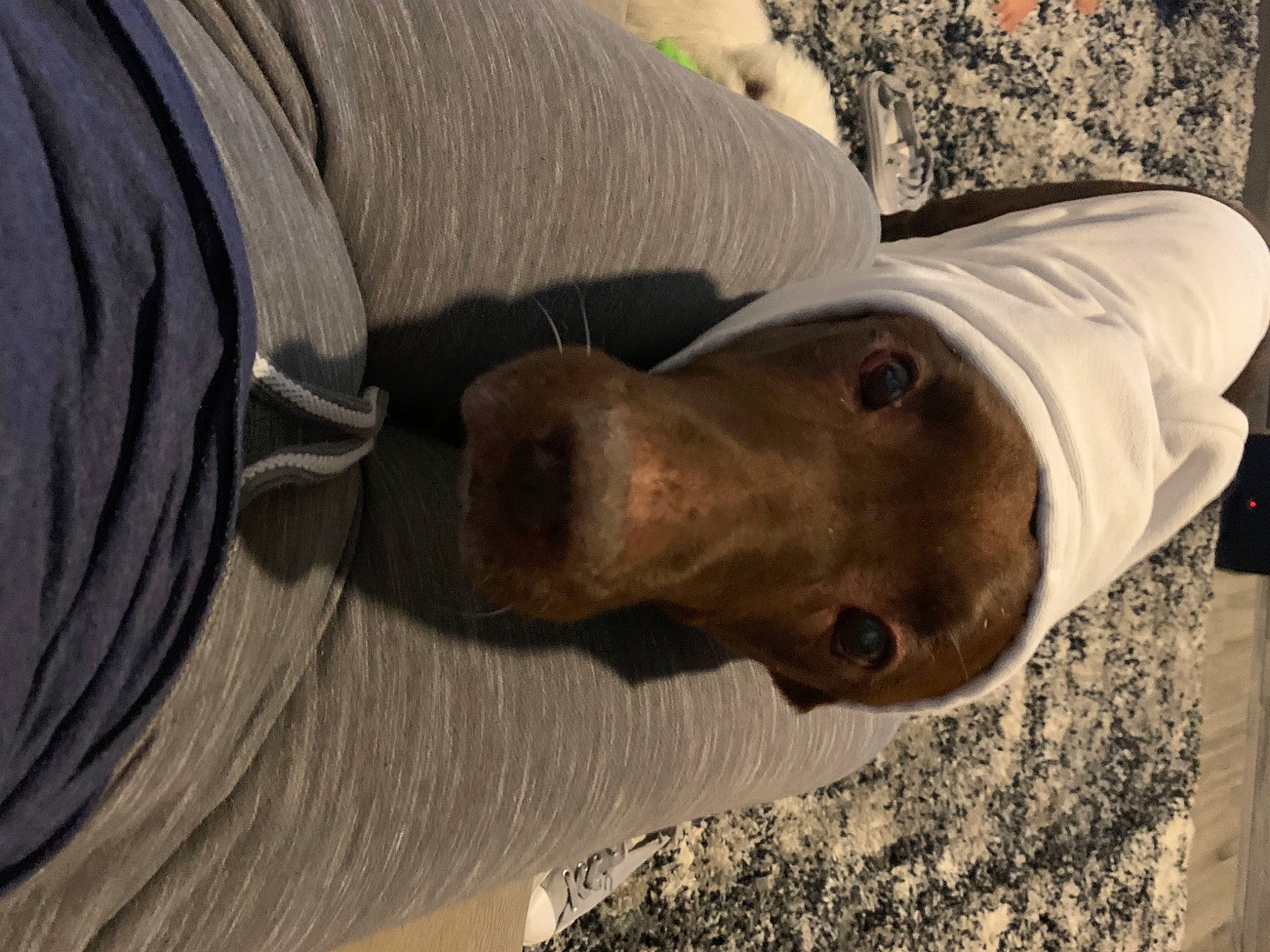 Dunner is registered to the contest to win money with this photo: canidae, carnivore, companion_dog, dog, dog_breed, guard_dog, hunting_dog, jaw, liver, sand, snout, sporting_group, vertebrate, working_animal, working_dog