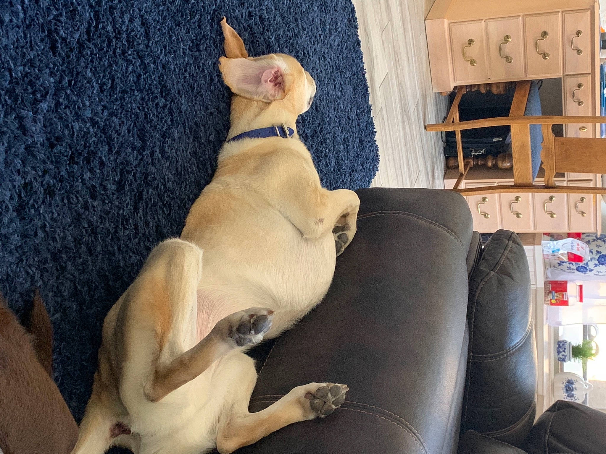 Boston is registered to the contest to win money with this photo: box, canidae, carnivore, collar, companion_dog, couch, dog, dog_breed, fawn, fur, liver, living_room, paw, shelf, snout, sofa_bed, sporting_group, tail, terrestrial_animal, working_animal