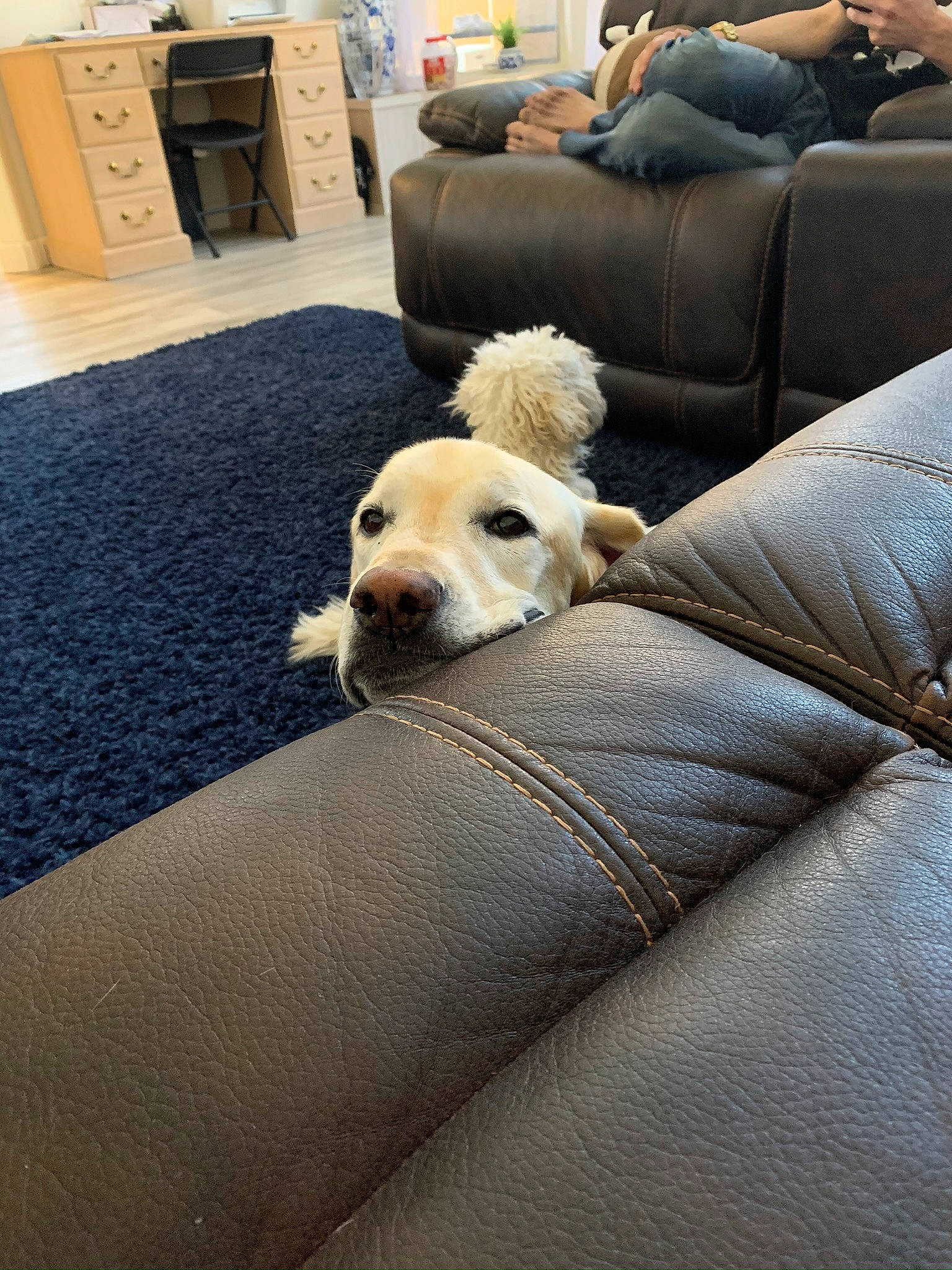 Boston joined the competition — help win amazing prizes! box, canidae, cardboard, carnivore, comfort, companion_dog, couch, dog, dog_breed, fawn, flooring, living_room, shipping_box, snout, sofa_bed, sporting_group, studio_couch, throw_pillow, working_animal, working_dog