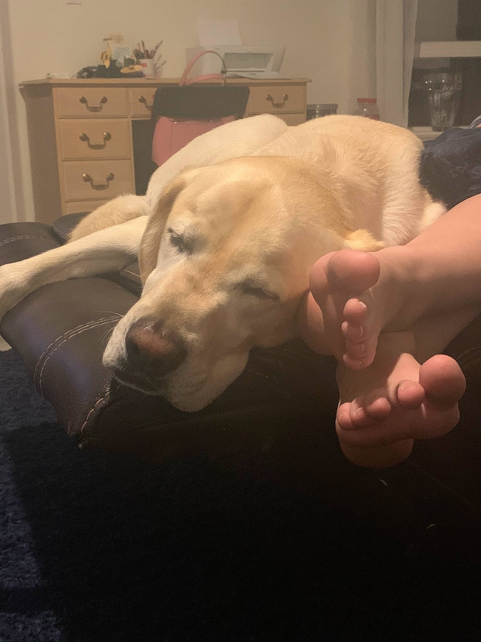 Boston is registered to the contest to win money with this photo: bed, bedding, bedroom, cabinetry, canidae, carnivore, chest_of_drawers, comfort, companion_dog, dog, dog_breed, drawer, dresser, linens, nightstand, retriever, snout, sporting_group, thumb, working_animal