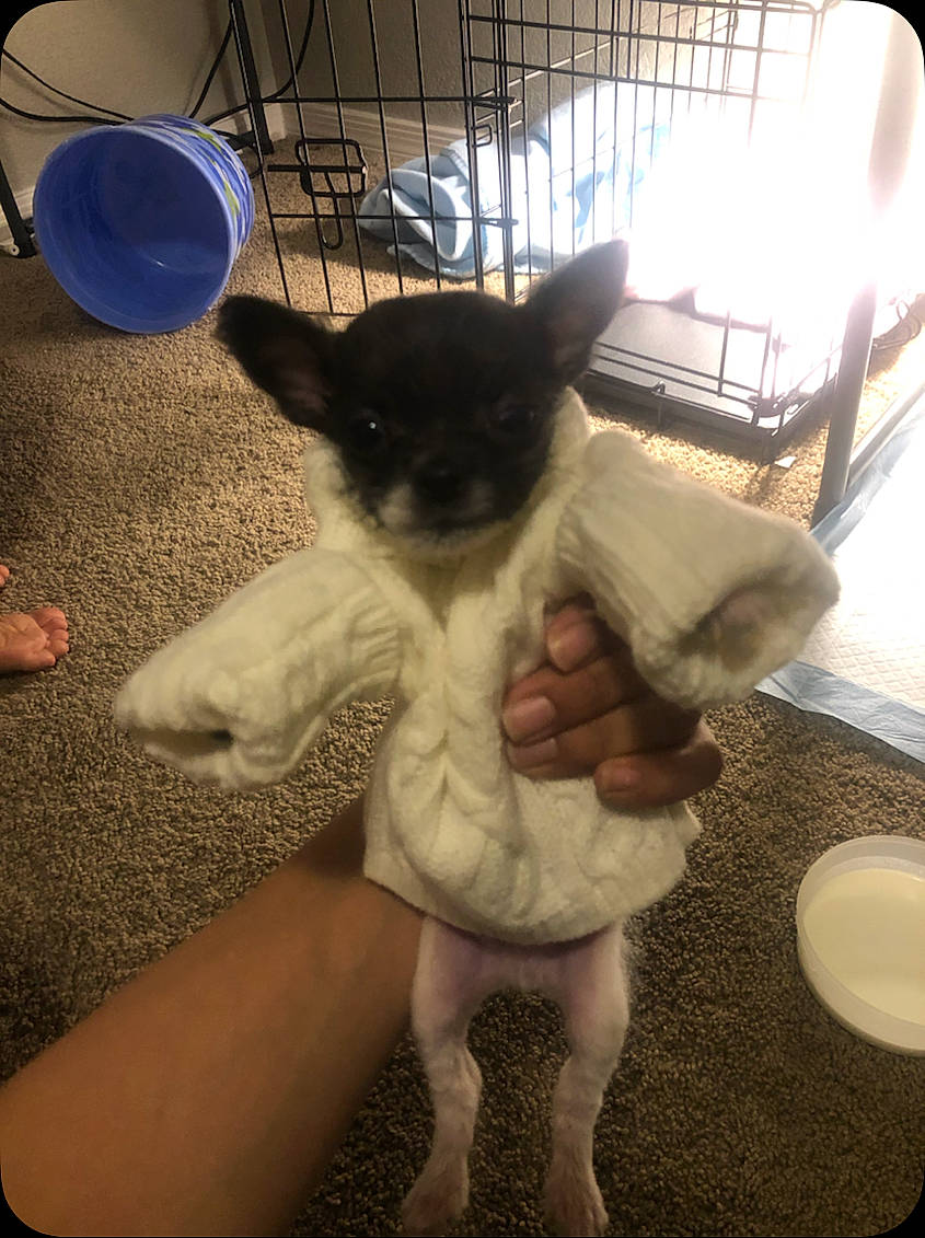 Apollo joined the competition — help win amazing prizes! animal_shelter, balloon, cage, carnivore, cat, cup, felidae, foot, fur, pet_supply, serveware, small_to_medium_sized_cats, vertebrate, whiskers