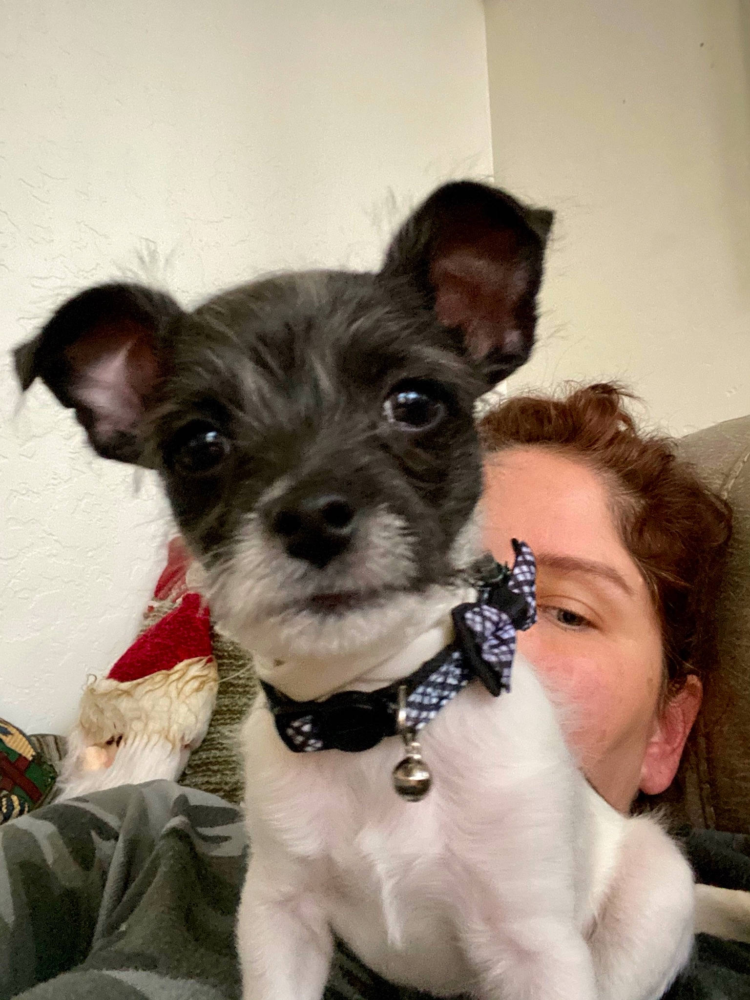 Apollo is registered to the contest to win money with this photo: canidae, carnivore, collar, companion_dog, dog, dog_breed, dog_clothes, dog_collar, dog_supply, fawn, fur, non_sporting_group, pet_supply, puppy, small_terrier, snout, terrier, toy_dog, working_animal, working_dog