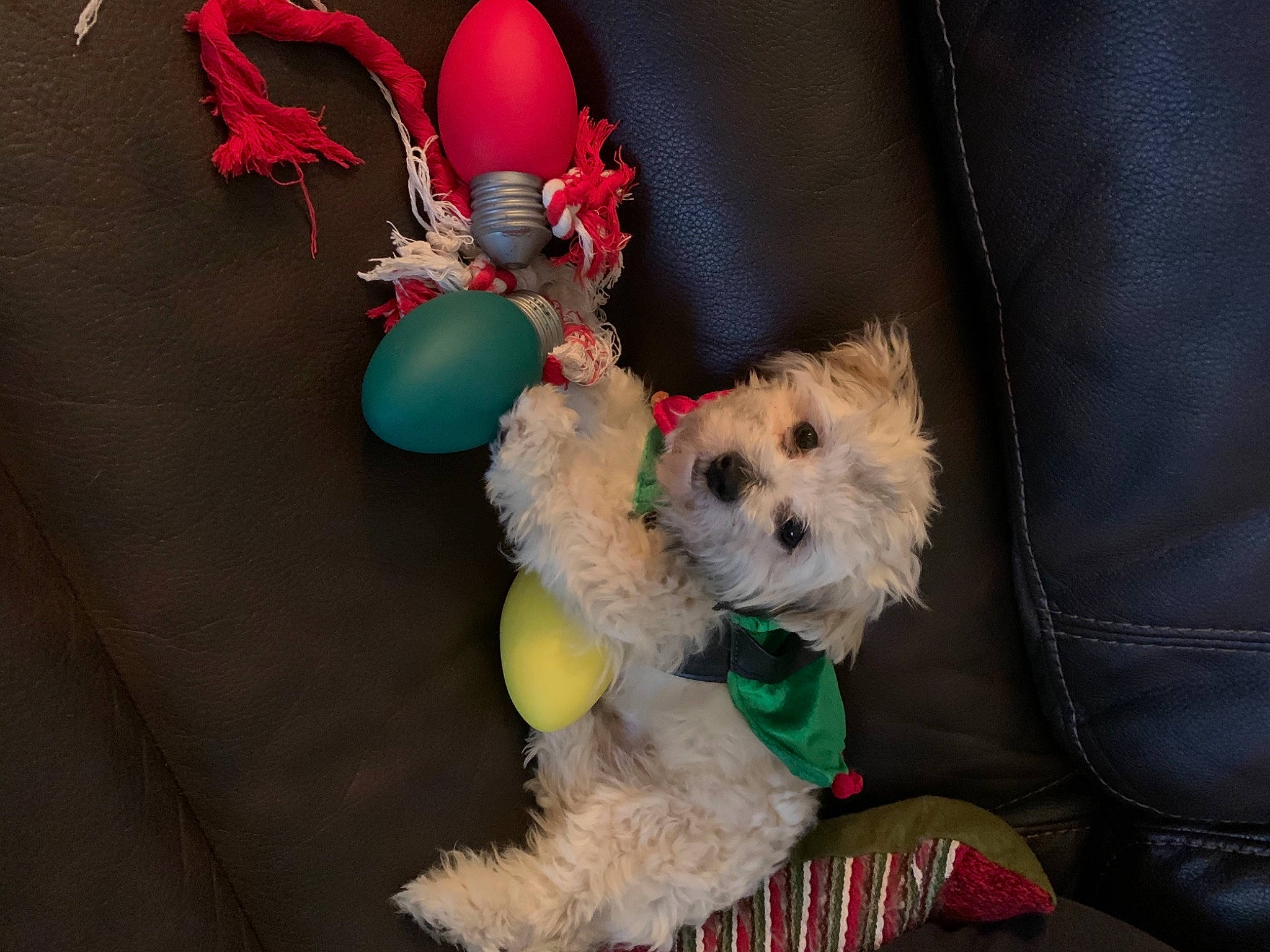 Thor is registered to the contest to win money with this photo: baby_toys, canidae, carnivore, companion_dog, dog, dog_breed, dog_clothes, dog_supply, fur, pet_supply, plush, small_terrier, stuffed_toy, teddy_bear, terrier, textile, toy, toy_dog