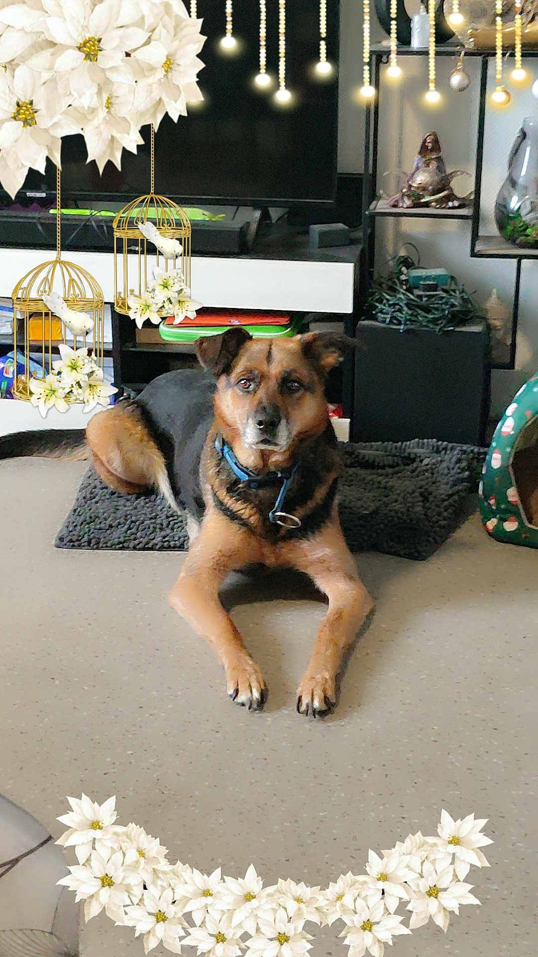Shenly a rejoint le concours — aidez-le/la à gagner de superbes lots ! animal, birdcage, black_dog, brown_dog, collar, cute, decorations, dog, floor, flowers, furniture, indoor, living_room, mat, ornaments, pet, relaxed, shelf, television, white_flowers