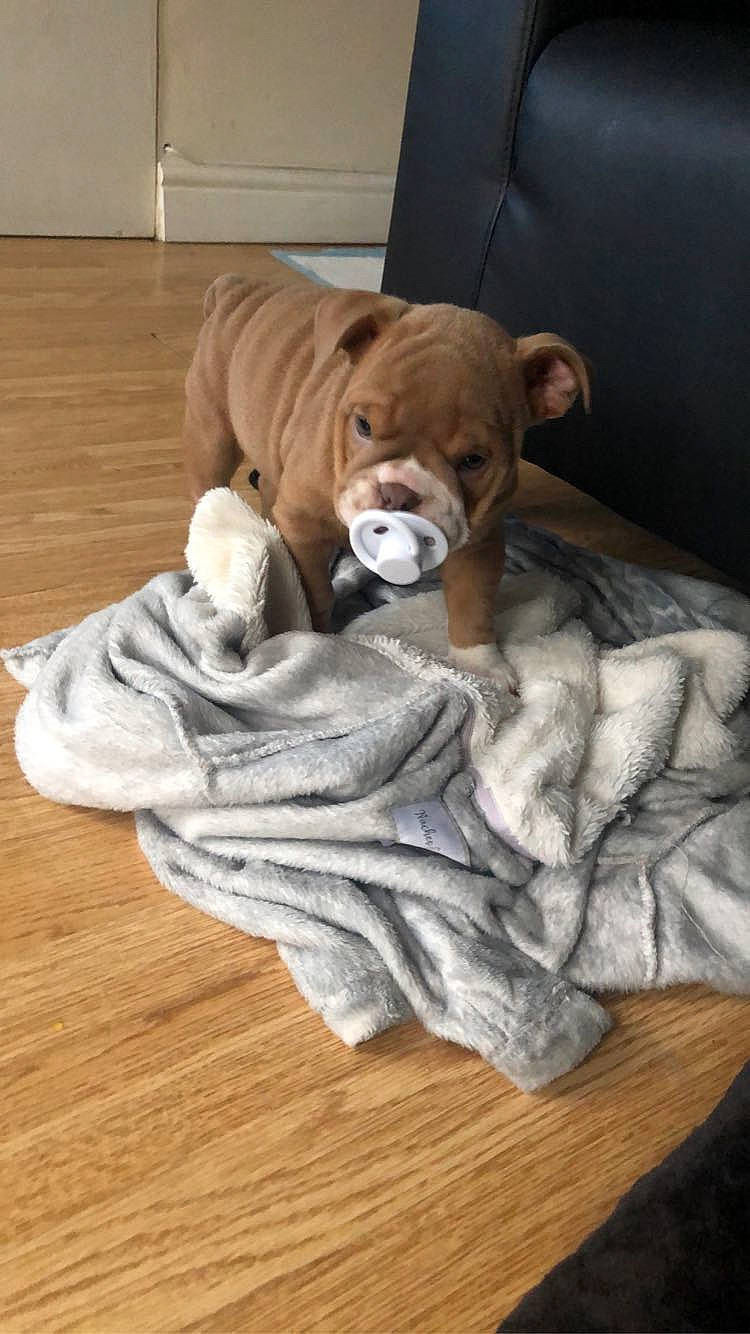 Booboo is registered to the contest to win money with this photo: canidae, carnivore, comfort, companion_dog, dog, dog_breed, dog_supply, fawn, felidae, flooring, fur, hardwood, linens, liver, snout, sporting_group, tail, wood, wood_flooring, working_animal