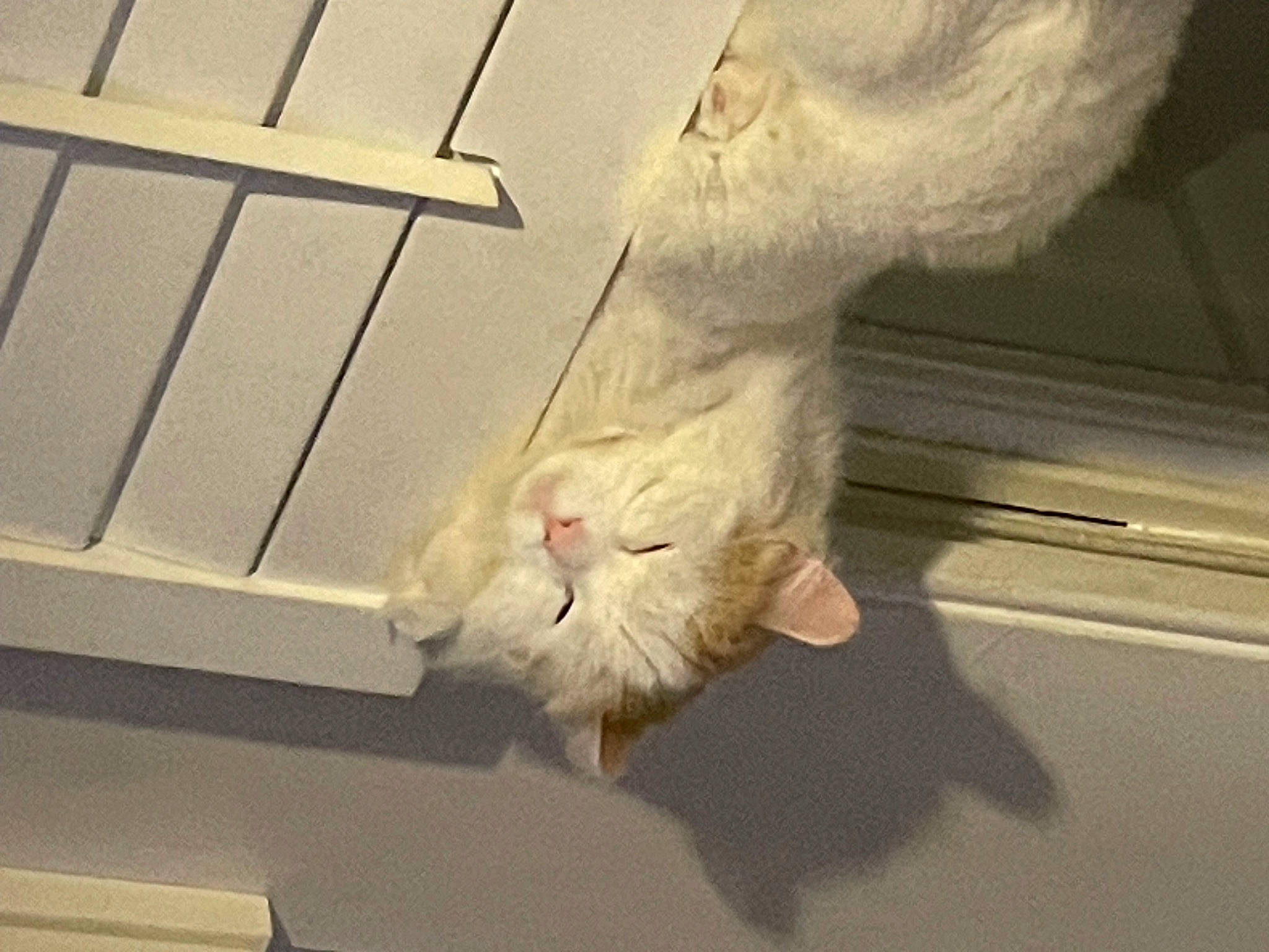 Skylar joined the competition — help win amazing prizes! carnivore, cat, claw, cockatoo, domestic_short_haired_cat, eye, fawn, felidae, flooring, foot, fur, gesture, human_leg, paw, small_to_medium_sized_cats, snout, tail, whiskers, wing, wood