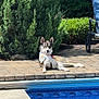 dog, bandana, pool, pavement, bushes, outdoor, sunny, relaxed, pet, canine, nature, greenery, summer, water, swimming_pool, animal, leisure, resting, daytime, backyard