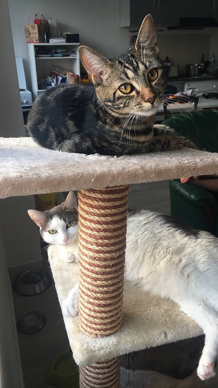 Ouistiti a rejoint le concours — aidez-le/la à gagner de superbes lots ! aegean_cat, arabian_mau, asian, carnivore, cat, chausie, domestic_short_haired_cat, dragon_li, egyptian_mau, european_shorthair, felidae, german_rex, kitten, mammal, ocicat, oriental_shorthair, polydactyl_cat, small_to_medium_sized_cats, tabby_cat, whiskers