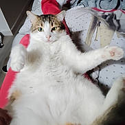 Biscotto participe au concours pour gagner de l'argent avec cette photo : cat, indoor, pet, feline, relaxed, white_fur, tabby, legs, red_pants, bed, blanket, polka_dot, looking_at_camera, cozy, home, cute, animal, fur, paw, resting