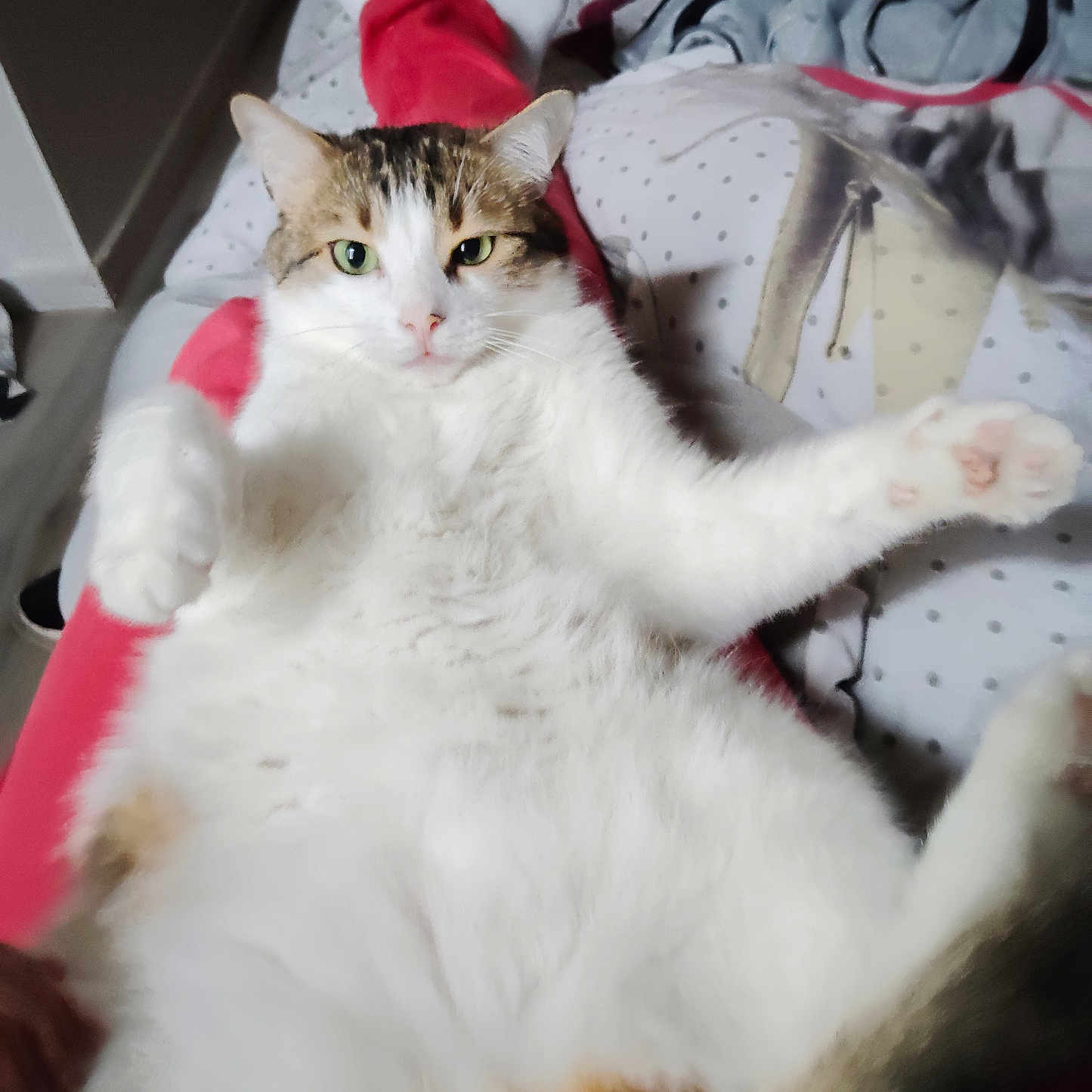 Biscotto participe au concours pour gagner de l'argent avec cette photo : animal, bed, blanket, cat, cozy, cute, feline, fur, home, indoor, legs, looking_at_camera, paw, pet, polka_dot, red_pants, relaxed, resting, tabby, white_fur