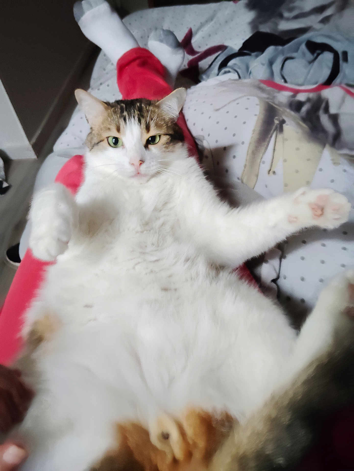 Biscotto participe au concours pour gagner de l'argent avec cette photo : cat, indoor, pet, feline, relaxed, white_fur, tabby, legs, red_pants, bed, blanket, polka_dot, looking_at_camera, cozy, home, cute, animal, fur, paw, resting