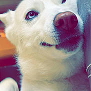 Aspen is registered to the contest to win money with this photo: dog, white_dog, blue_eyes, close_up, pet, animal, indoor, nose, paw, fur, cute, portrait, canine, looking_up, soft_light, domestic_animal, mammal, friendly, face, whiskers