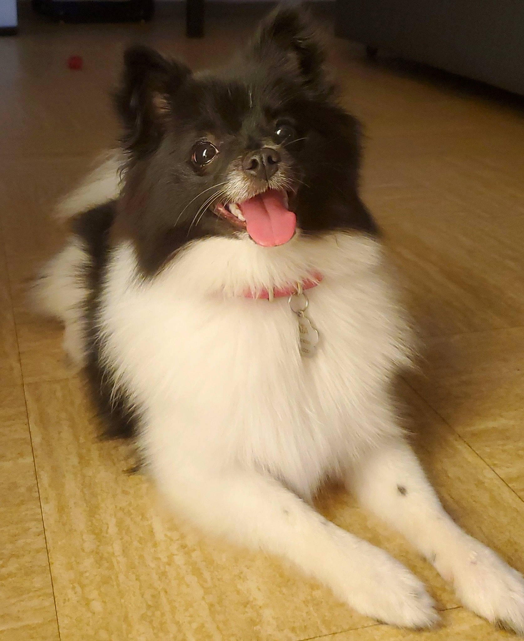 Laïa a rejoint le concours — aidez-le/la à gagner de superbes lots ! canidae, carnivore, companion_dog, dog, dog_breed, flooring, fur, hardwood, herding_dog, non_sporting_group, sporting_group, tail, terrestrial_animal, toy_dog, varnish, wood, wood_flooring, wood_stain, working_animal, working_dog