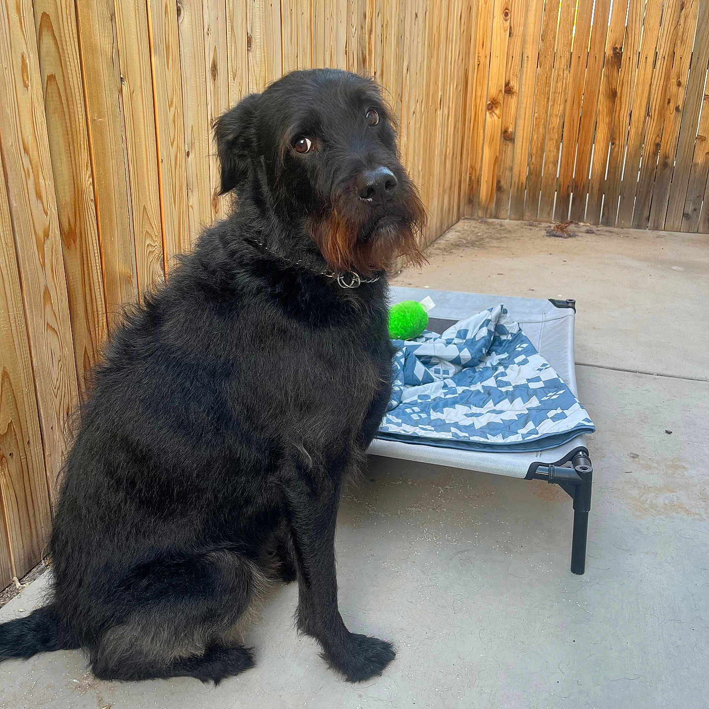 Zeus is registered to the contest to win money with this photo: animal, backyard, canine, coffeetable, dog, furniture, grass, hardwood, indoors, interiordesign, nature, outdoors, pet, plant, plywood, pottedplant, puppy, table, wood, yard