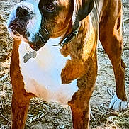 Harley participe au concours pour gagner de l'argent avec cette photo : dog, boxer, brown, white, collar, outdoor, dirt, leaves, twigs, sunlight, pet, animal, standing, alert, mammal, ears, face, paws, fur, nature