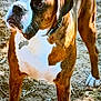 dog, boxer, brown, white, collar, outdoor, dirt, leaves, twigs, sunlight, pet, animal, standing, alert, mammal, ears, face, paws, fur, nature