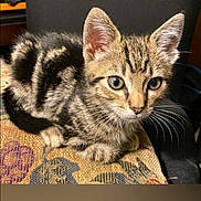 King Toby joined the competition — help win amazing prizes! kitten, cat, tabby, pet, animal, feline, young, cute, striped, whiskers, ears, eyes, cushion, indoor, resting, small, fur, closeup, domestic, curious