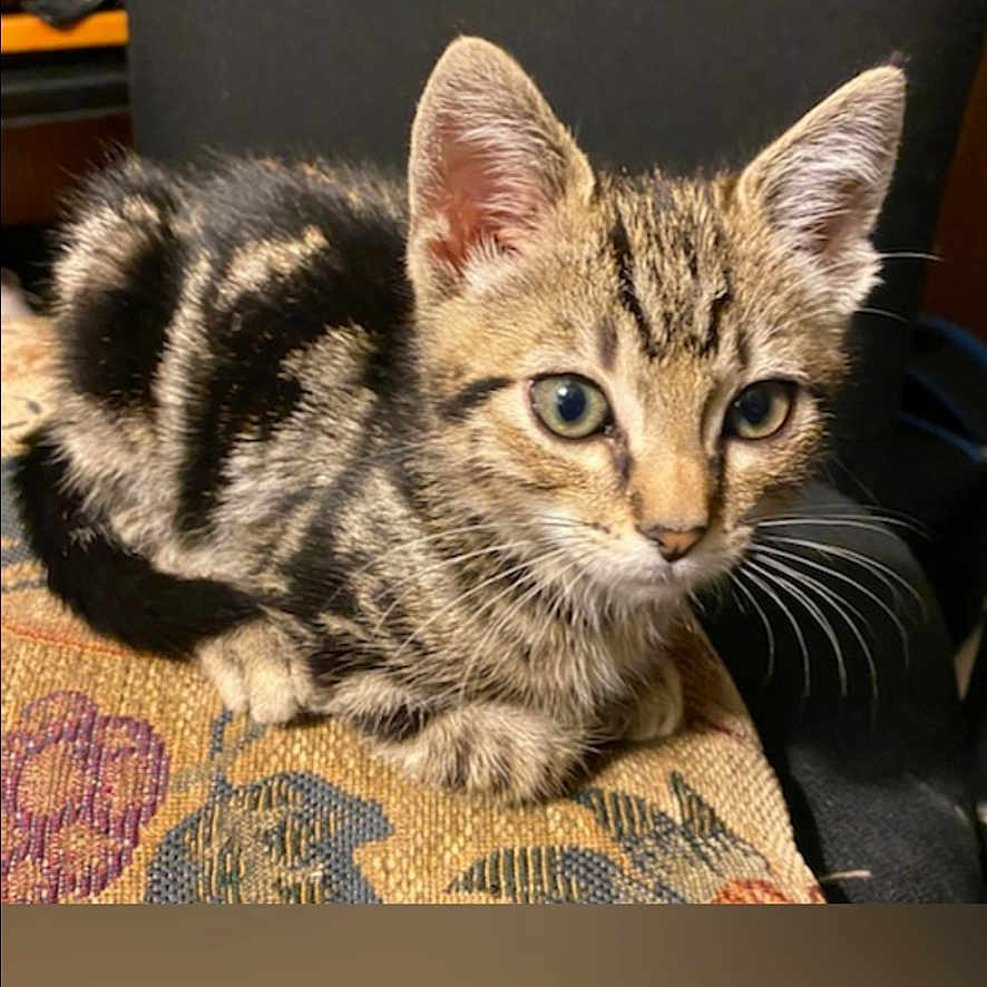 King Toby joined the competition — help win amazing prizes! animal, cat, closeup, curious, cushion, cute, domestic, ears, eyes, feline, fur, indoor, kitten, pet, resting, small, striped, tabby, whiskers, young