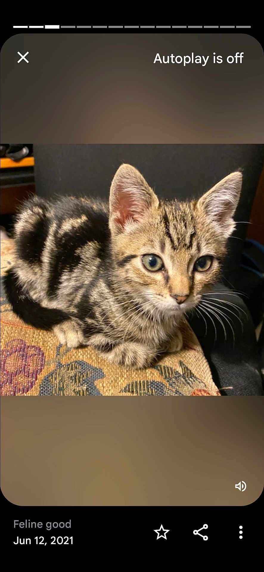 King Toby joined the competition — help win amazing prizes! kitten, cat, tabby, pet, animal, feline, young, cute, striped, whiskers, ears, eyes, cushion, indoor, resting, small, fur, closeup, domestic, curious