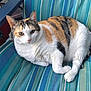 animal, black, blue, calico_cat, cat, chair, cute, domestic_animal, ears, feline, fur, green, indoor, orange, pet, relaxing, resting, striped_cushion, whiskers, white