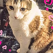 Princess Josie is registered to the contest to win money with this photo: adorable, animal, cat, closeup, curious, cute, domestic_cat, ears, eyes, feline, fur, heart_doodles, indoor, love, patterned_surface, pet, pink_hearts, sitting, whiskers, white_and_brown