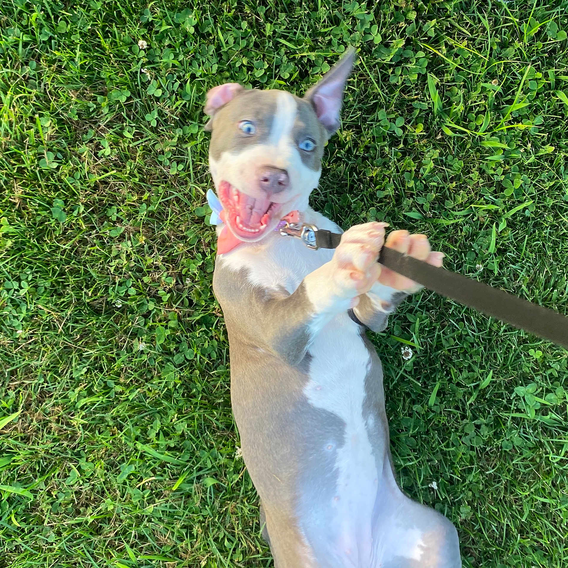 Poppy is registered to the contest to win money with this photo: animal, blue_eyes, canine, collar, dog, ears, excited, fun, grass, greenery, happy, leash, nature, outdoor, pet, playful, puppy, summer, tongue, young_dog