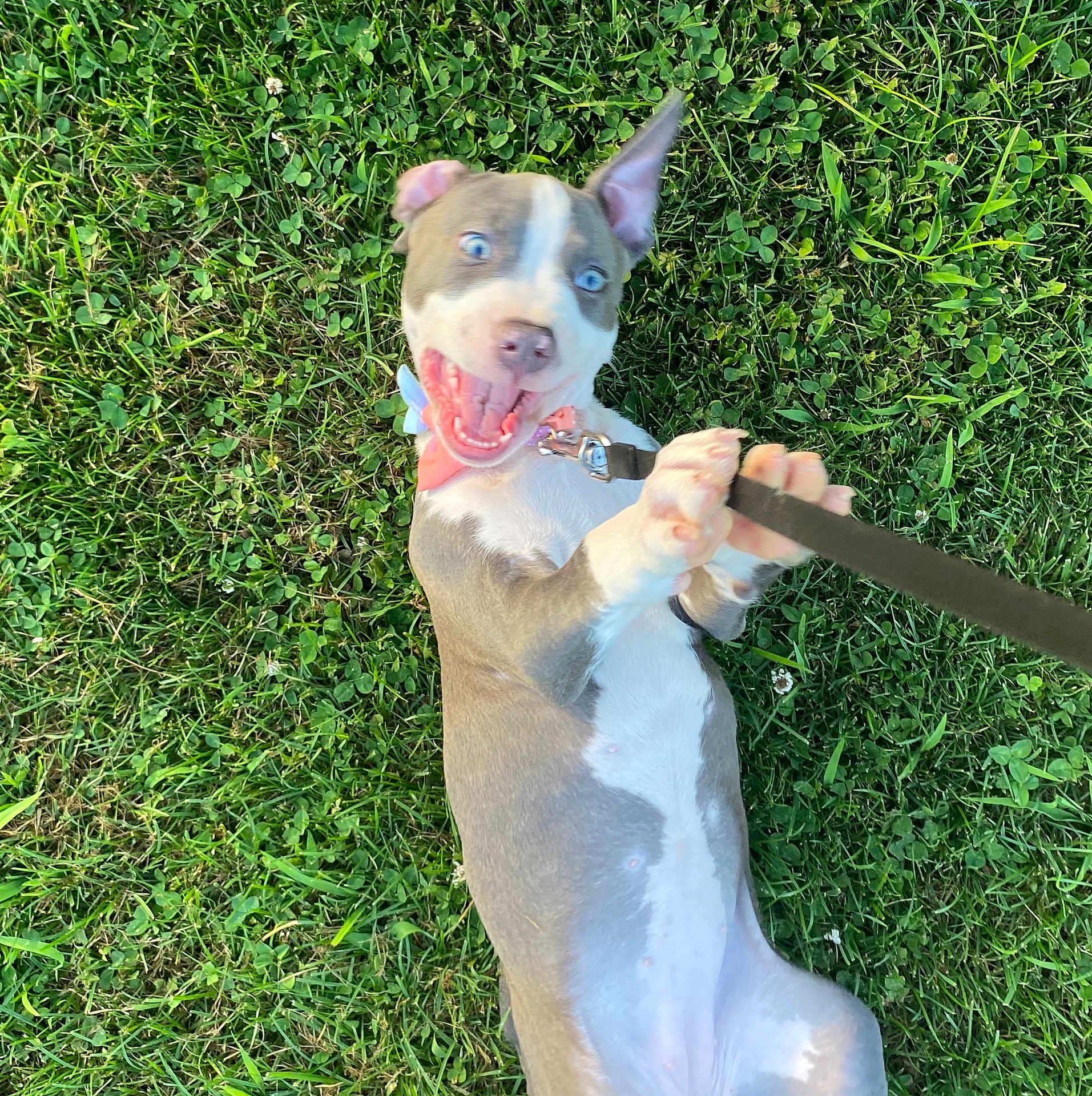 Poppy is registered to the contest to win money with this photo: dog, puppy, grass, playful, leash, blue_eyes, happy, pet, outdoor, animal, canine, young_dog, nature, greenery, fun, excited, tongue, ears, collar, summer