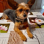 Pitchoune a rejoint le concours — aidez-le/la à gagner de superbes lots ! animal, black_fur, brown_fur, cabinet, collar, dog, ears, flower_pattern, home, indoor, kitchen, lotus, lying_down, pet, refrigerator, small_dog, table, tablecloth, tag, wood_texture