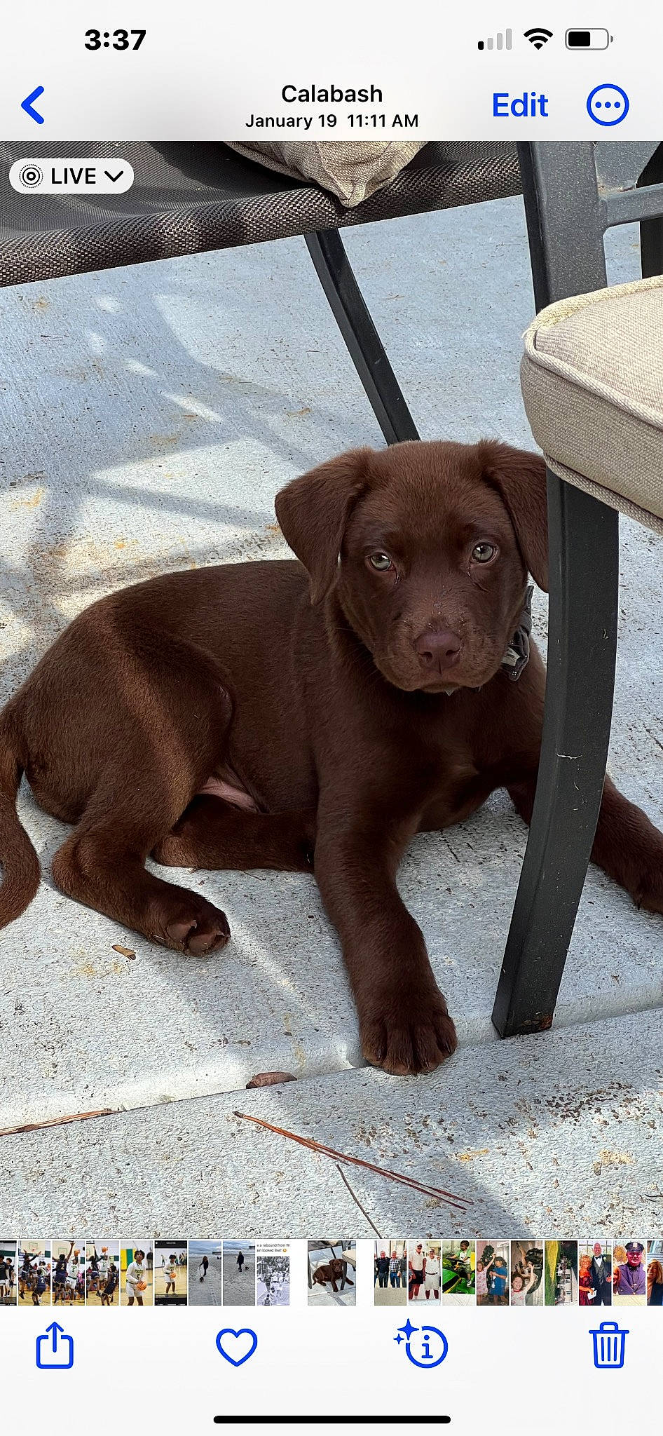 Wyatt is registered to the contest to win money with this photo: brown, canidae, carnivore, companion_dog, dog, dog_breed, dog_collar, eye, fawn, gun_dog, hunting_dog, liver, outdoor_furniture, puppy, snout, sporting_group, terrestrial_animal, wood, working_animal