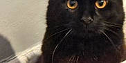 Hades joined the competition — help win amazing prizes! cat, black_cat, pet, animal, whiskers, ears, fur, indoor, curious, face, eyes, portrait, feline, mammal, cute, domestic_animal, closeup, shadow, background, wall