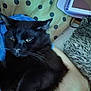 Hades is registered to the contest to win money with this photo: black_cat, cat, pet, animal, hand, arm, blanket, polka_dot, tablet, technology, couch, furry, indoor, relaxing, close_up, whiskers, fur, comfort, domestic, resting