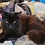Hades is registered to the contest to win money with this photo: black_cat, cat, fluffy, pet, indoor, bed, blanket, clothes, pattern, fur, animal, cute, resting, eyes, whiskers, tail, domestic_cat, feline, cozy, household