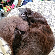 Hades joined the competition — help win amazing prizes! cat, sleeping, black_cat, fluffy, curled_up, blanket, bed, indoor, cozy, fur, pet, resting, relaxed, animal, feline, home, soft, comfort, quiet, napping
