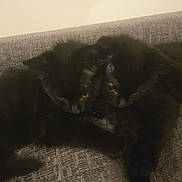 Sirus And Odin is registered to the contest to win money with this photo: black_cat, cats, pet, feline, animal, indoor, couch, gray_couch, two_animals, snuggling, fur, whiskers, yellow_eyes, resting, close_up, cozy, domestic_animal, companions, shadow, texture